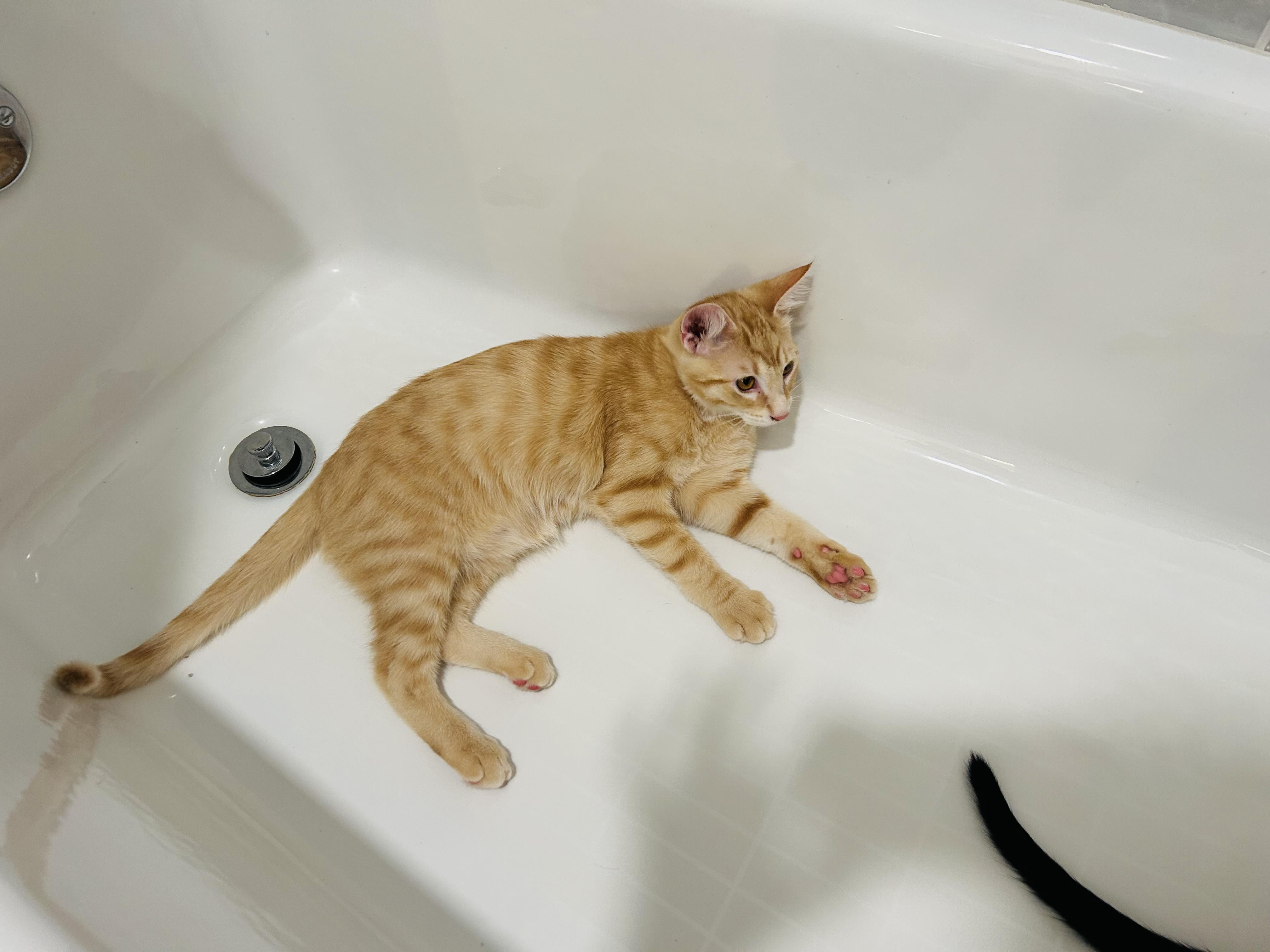 Jif in a bath